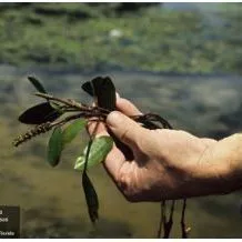 thumbnail for publication: Pondweeds of Florida